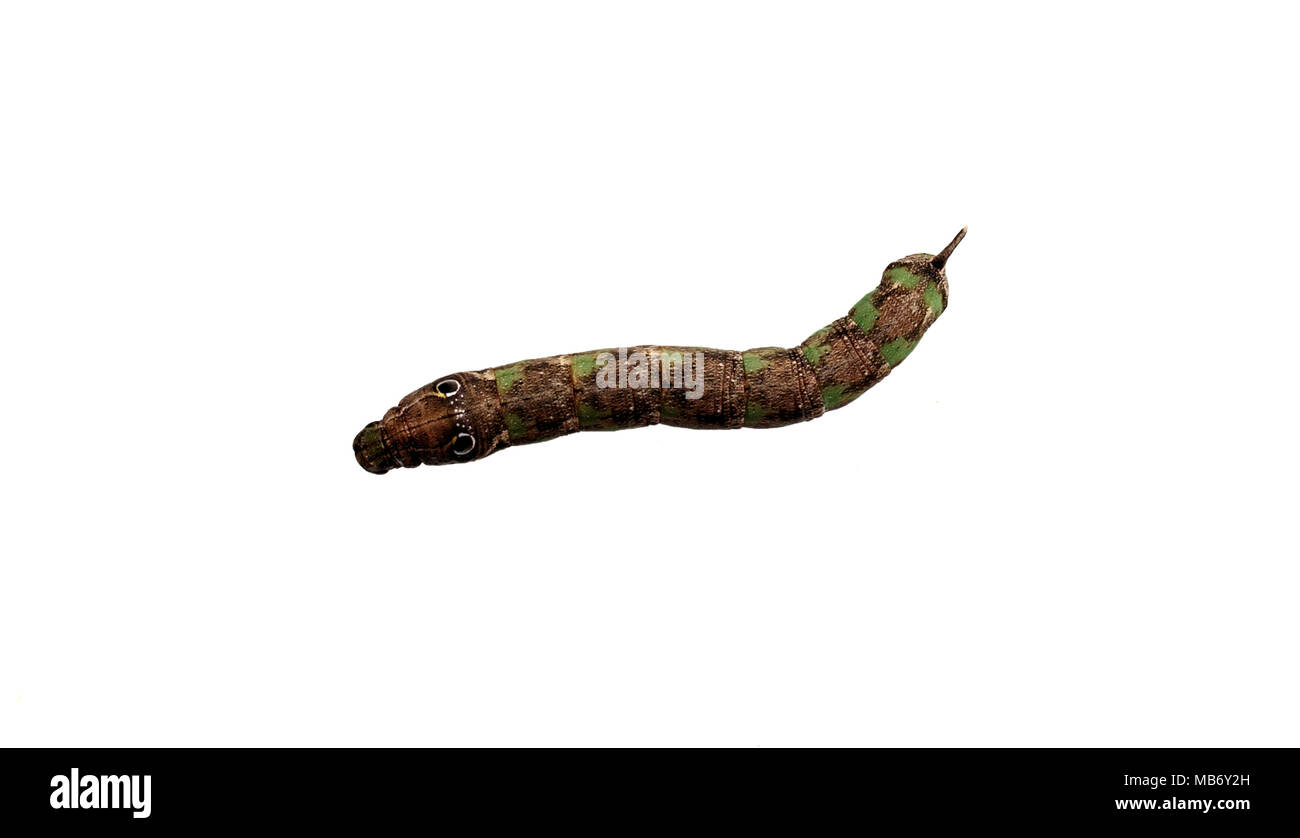 I bruchi hawkmoth larva, Eupanacra splendens, sono di colore verde con grandi eyespots. Una linea bianca corre dalla testa di ciascuna eyespot. La coda ha una s Foto Stock