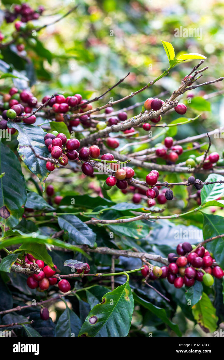 Cluster di chicchi di caffè sui rami in Finca Lerida piantagione di caffè in Boquete, Panama Foto Stock