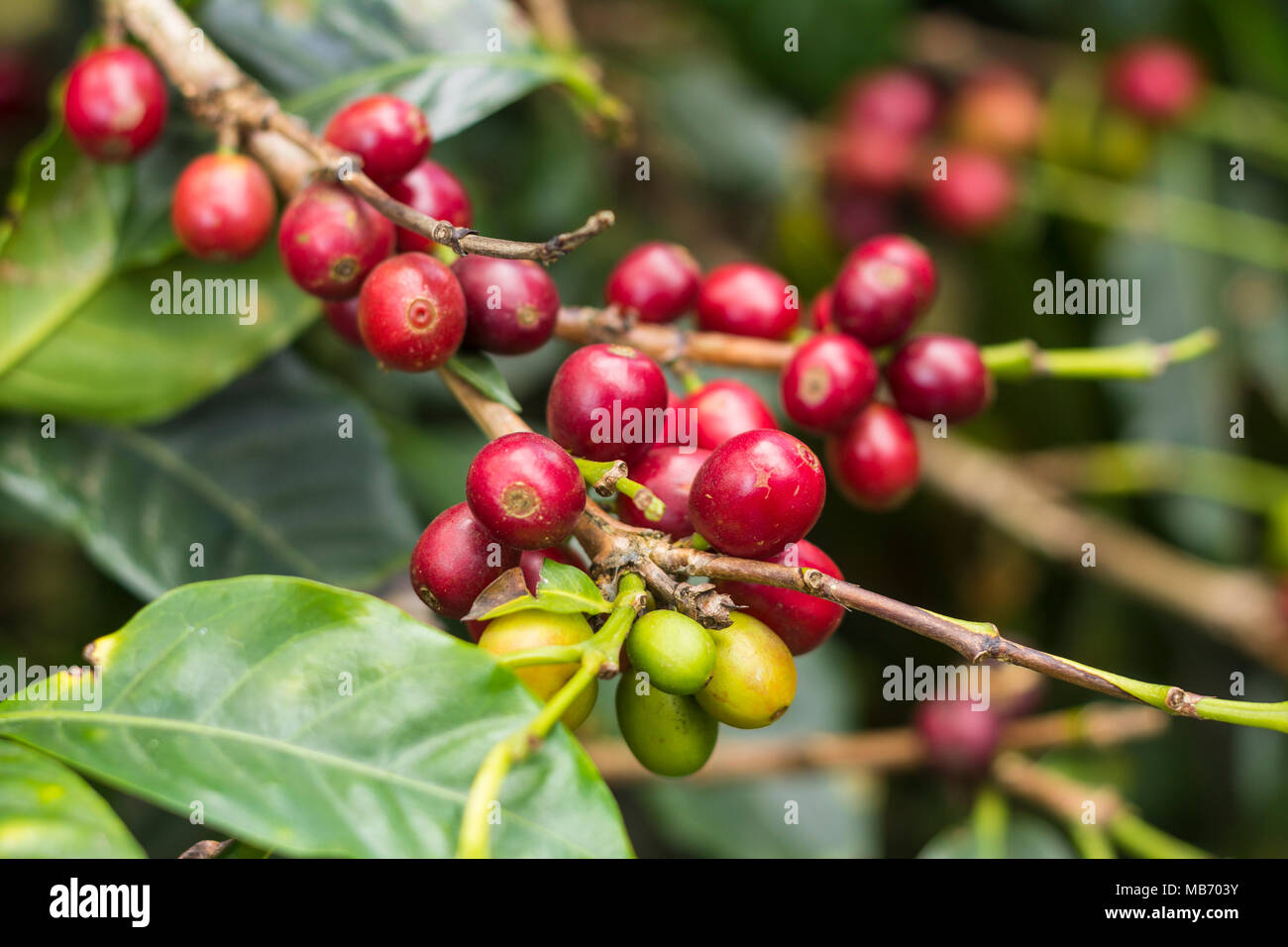 Cluster di chicchi di caffè sui rami in Finca Lerida piantagione di caffè in Boquete, Panama Foto Stock