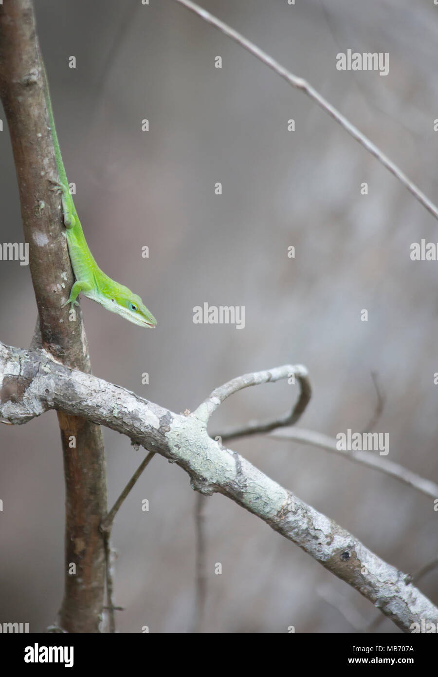 Avviso anole verde (Anolis carolinensis) su un piccolo albero Foto Stock