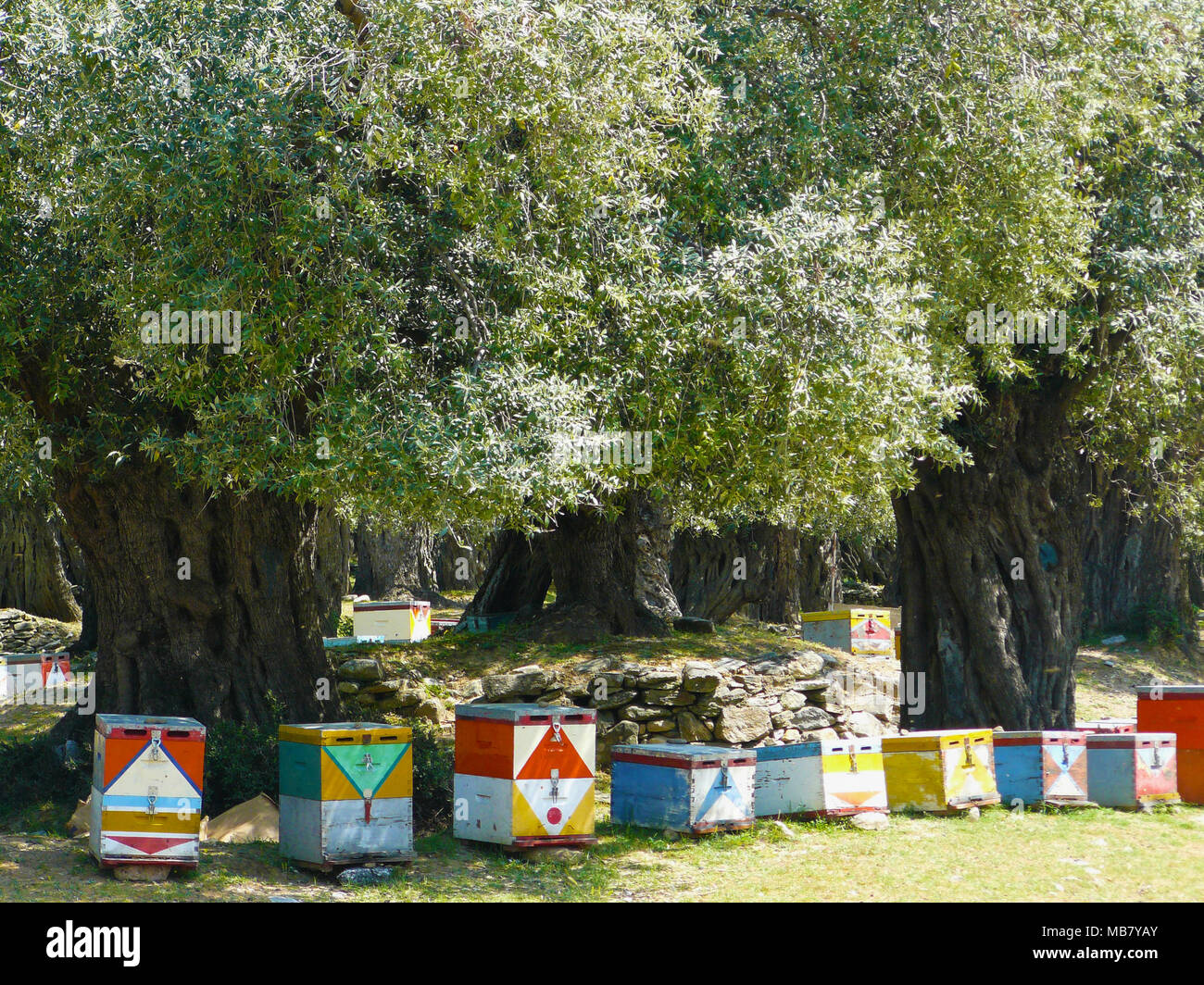 Bella colorata alveari nel mezzo di un secolare Mediterraneo olivi forest Foto Stock