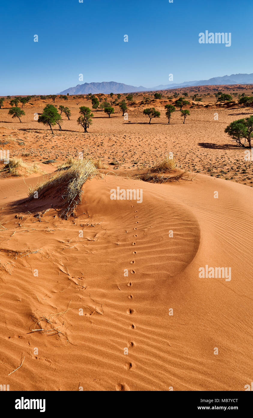 Paesaggio deserta di NamibRand Riserva Naturale, Namibia, Africa Foto Stock