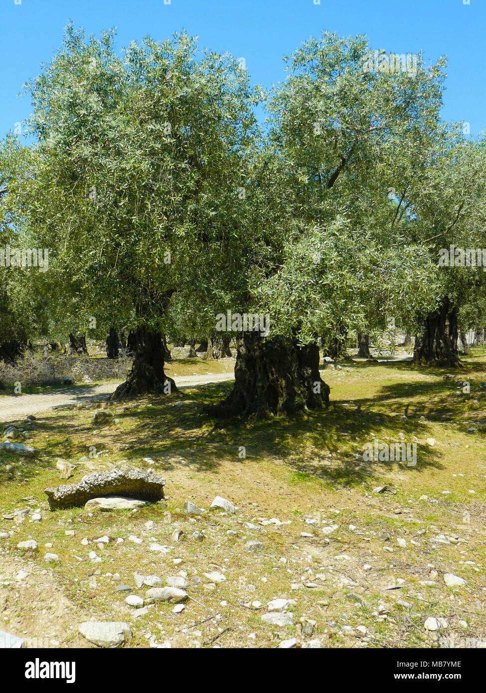 Alberi di olivo. Mediterraneo Olive tree forest con ulivo secolare. Olea europaea Foto Stock