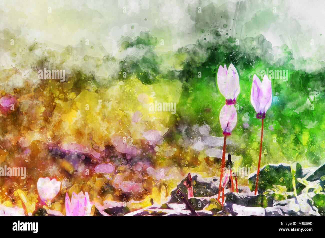 Stile acquerello e immagine astratta di ciclamino fiori Foto Stock