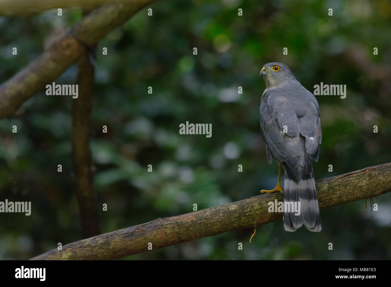 Shikra o Accipiter badius sono appesi al tree, girare indietro e girare la testa di lato. Foto Stock