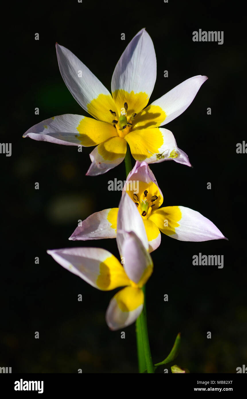 Viola-fiore giallo su sfondo scuro Foto Stock