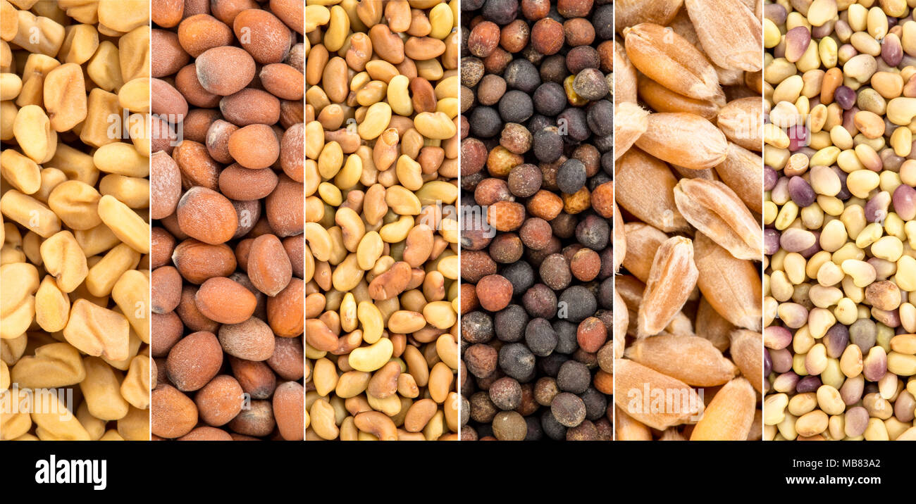 Set di composito di organici semi germinali (stessa scala), da sinistra - fieno greco, Rafano, erba medica, broccoli, grano duro, trifoglio rosso Foto Stock