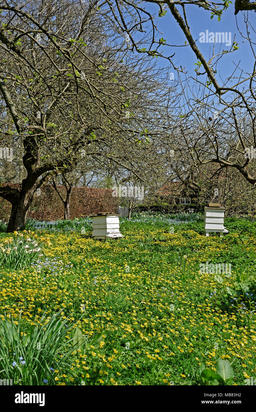 Vecchio alveari tra fiori in un frutteto in primavera. Foto Stock