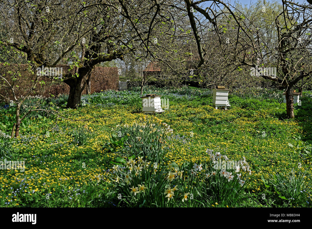 Vecchio alveari tra fiori in un frutteto in primavera. Foto Stock