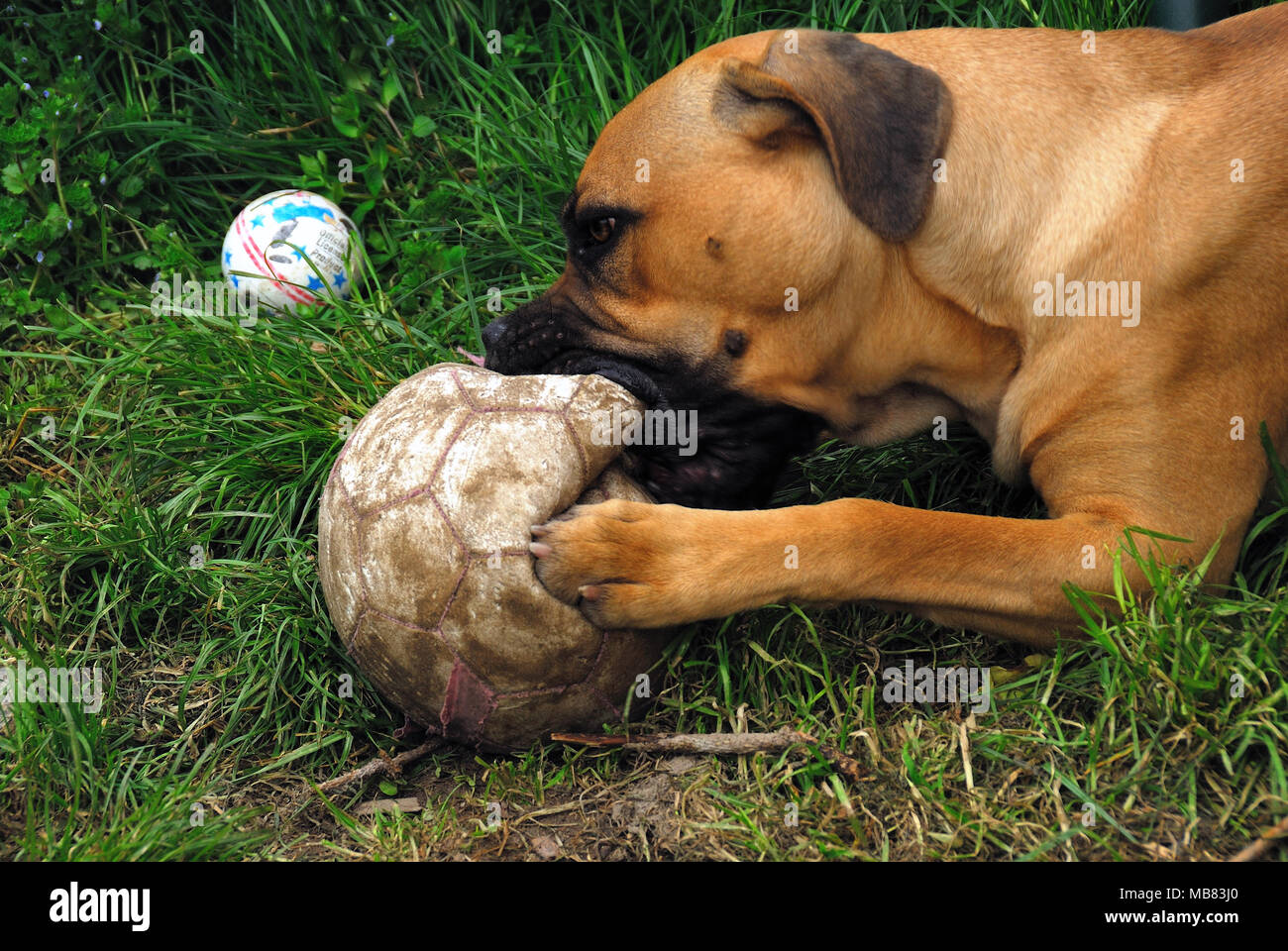 Femmina di Corso morsi di cane di un pallone da calcio Foto Stock