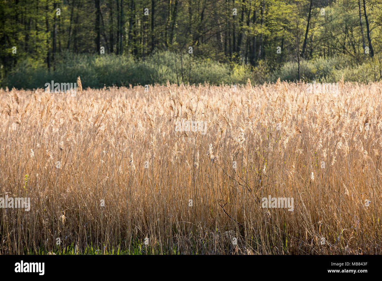 Le sementi e gli steli di comune Reed o erba Reed (Phragmites communis) Foto Stock