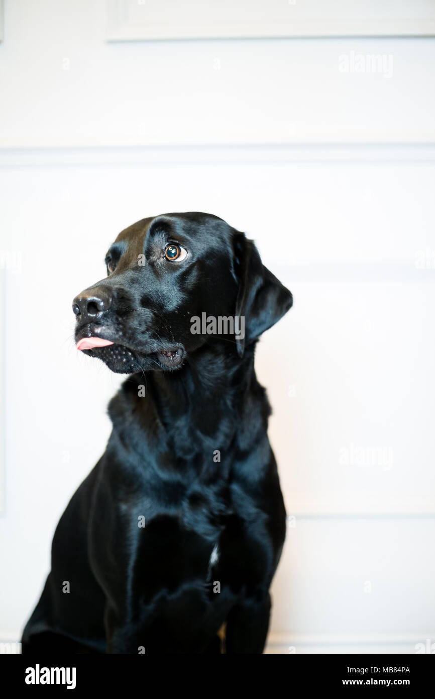Il Labrador nero ritratto in uno studio con sfondo grigio Foto Stock