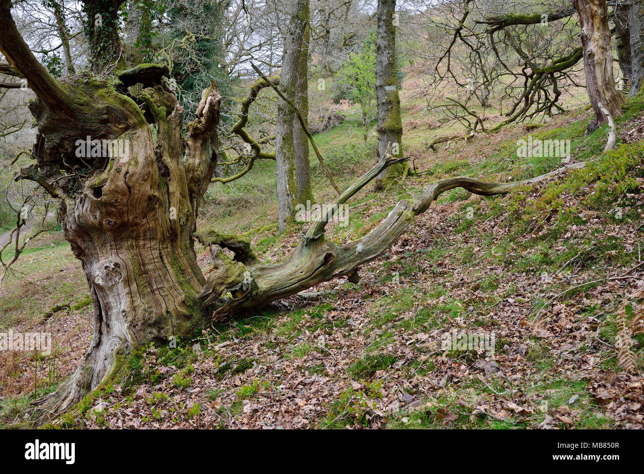 Vecchio morti sessili Quercia - Quercus petraea Hodder's Combe, Quantock Hills, Somerset Foto Stock