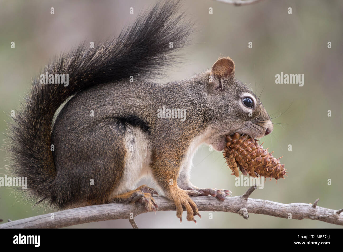 Un Douglas scoiattolo mangiare una pigna mentre appollaiato in un albero in Frank Church-River di non ritorno deserto in Idaho. Foto Stock
