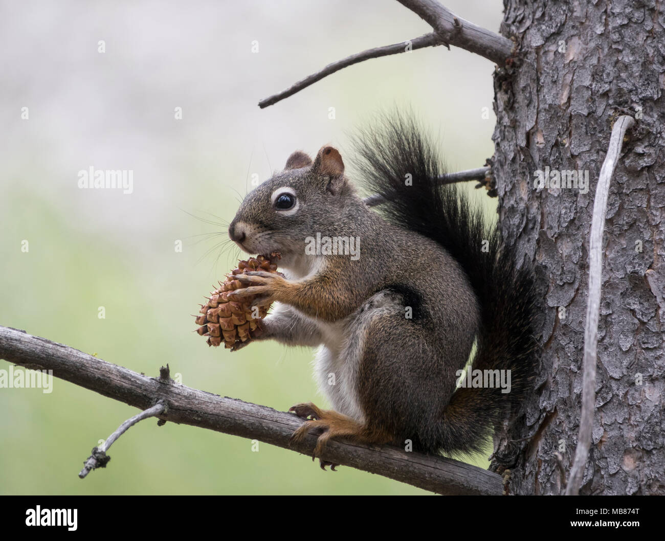 Un Douglas scoiattolo mangiare una pigna mentre appollaiato in un albero in Frank Church-River di non ritorno deserto in Idaho. Foto Stock