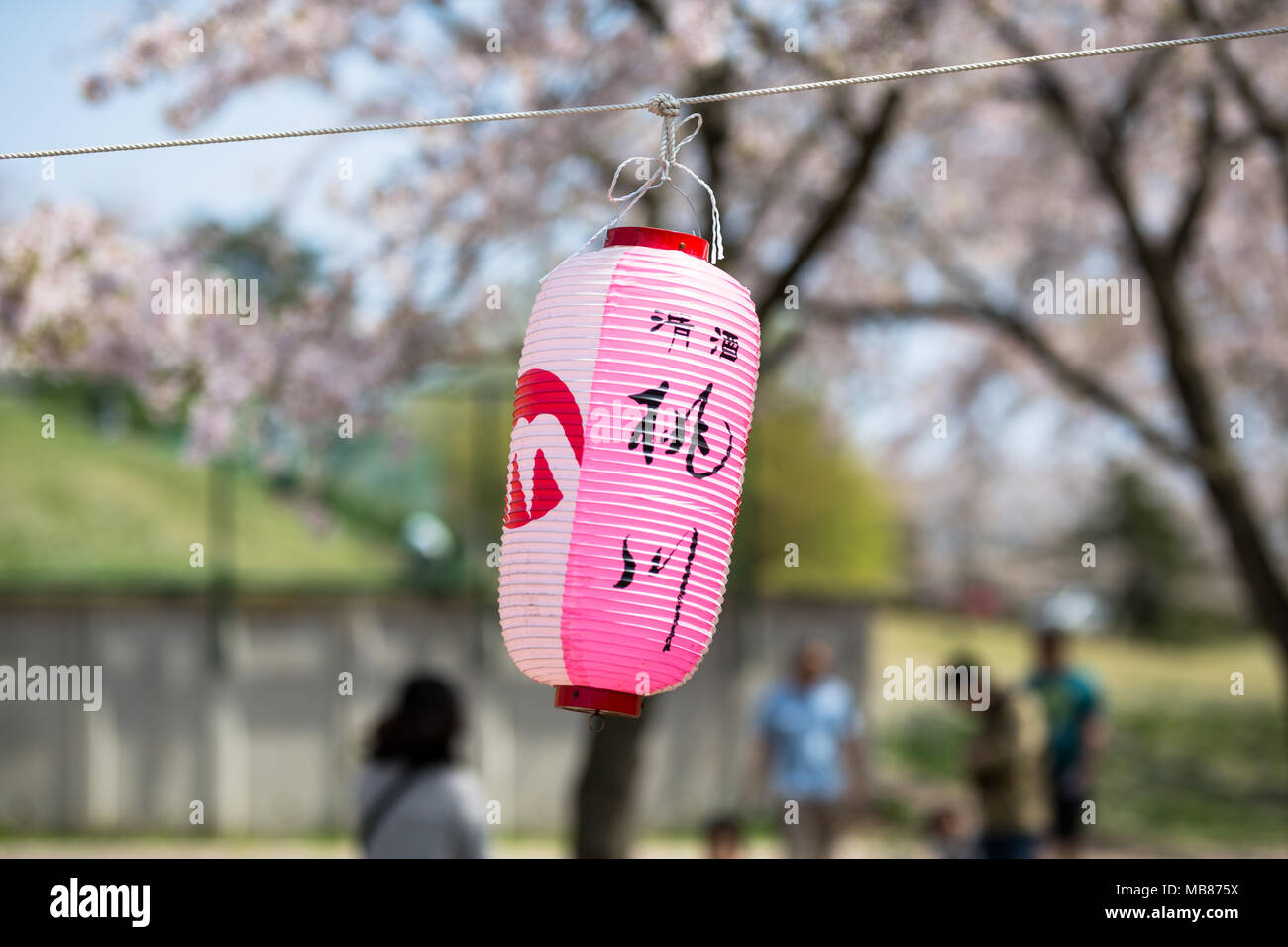 Sakura Festival in Giappone Foto Stock
