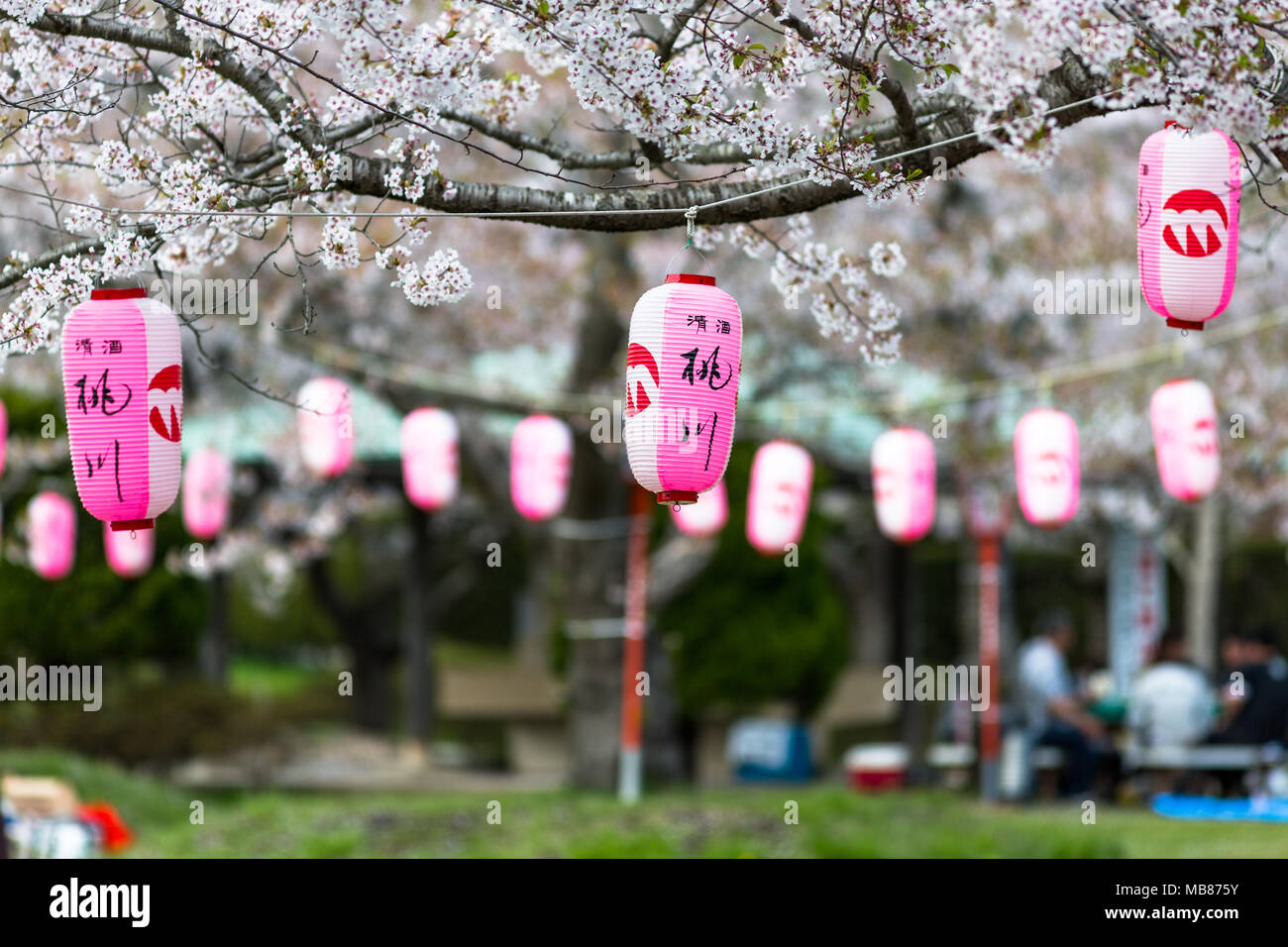 Il giapponese Sakura tempo di Festival Foto Stock