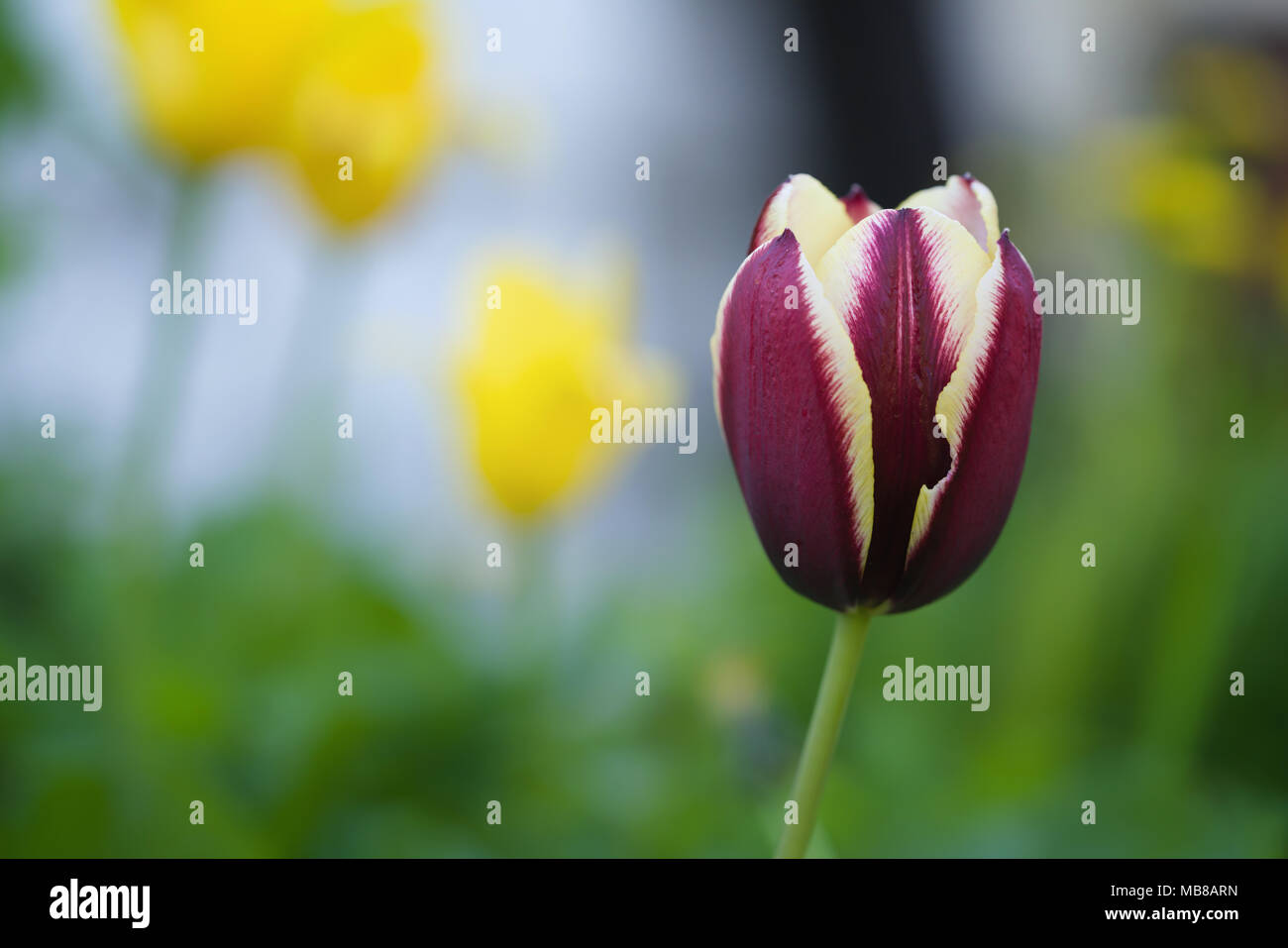 Viola scuro tulip outdoor closeup, shallow focus Foto Stock