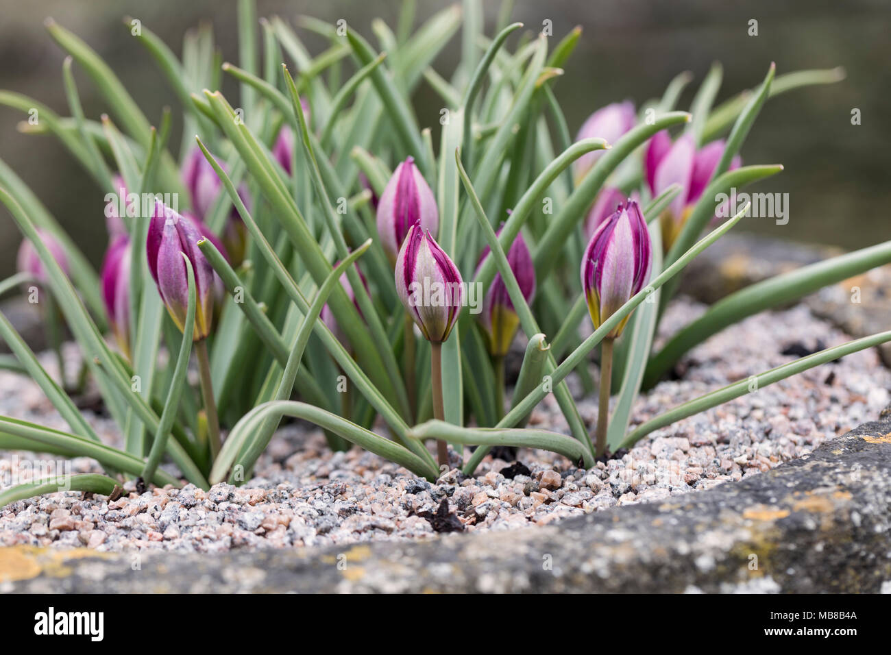 Primo piano di nano miniatura Tulipa humilis 'Persian Pearl' piantato in un giardino primavera contenitore UK Foto Stock