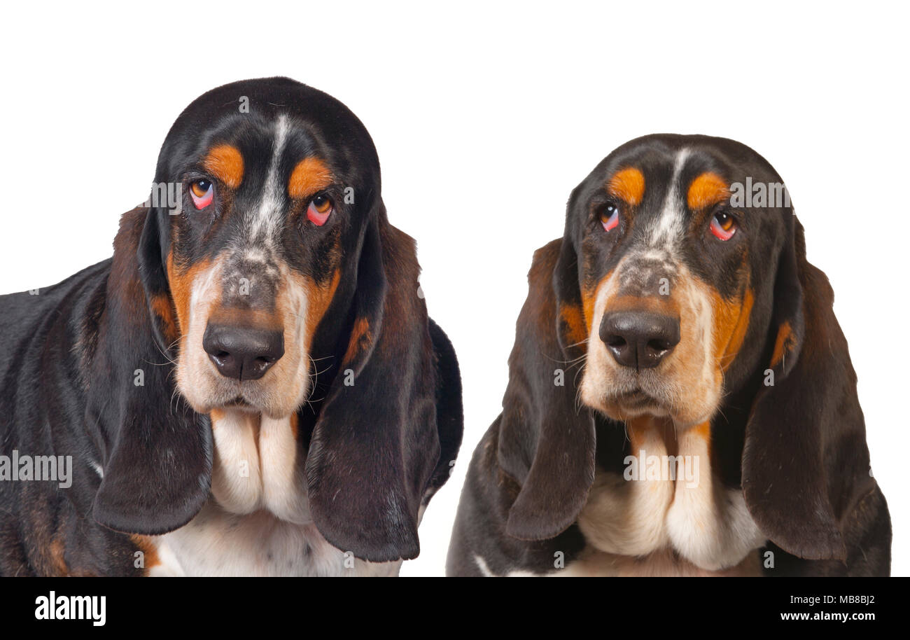 Il Pet Basset Hound ritratto Foto Stock
