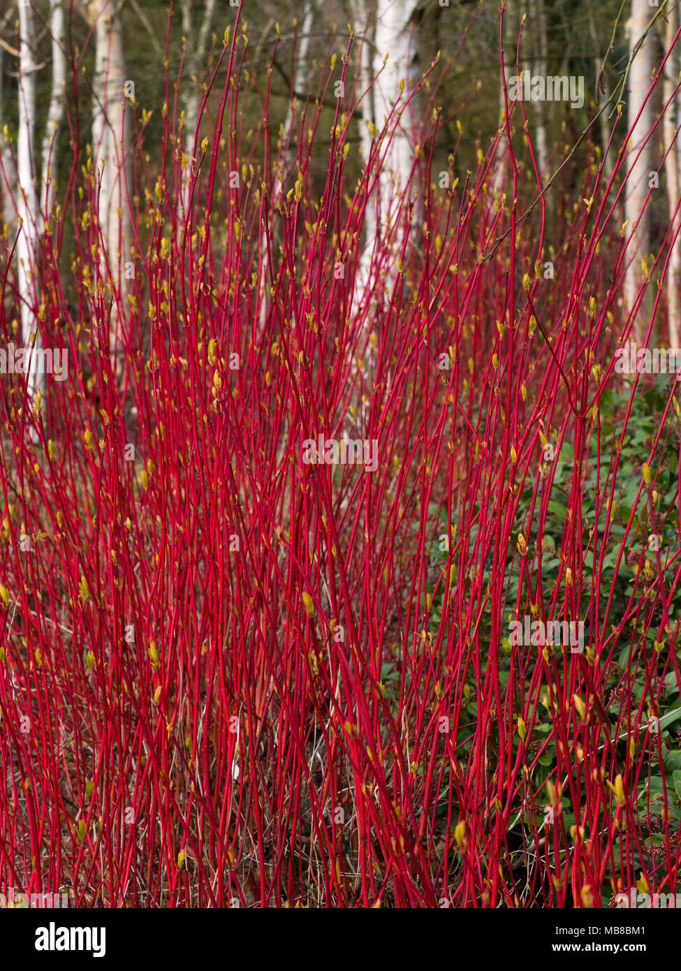 Himalayan Birches Betula utilis var jacquemontii e Red twig Dogwood cornus sibirica metà aprile Foto Stock