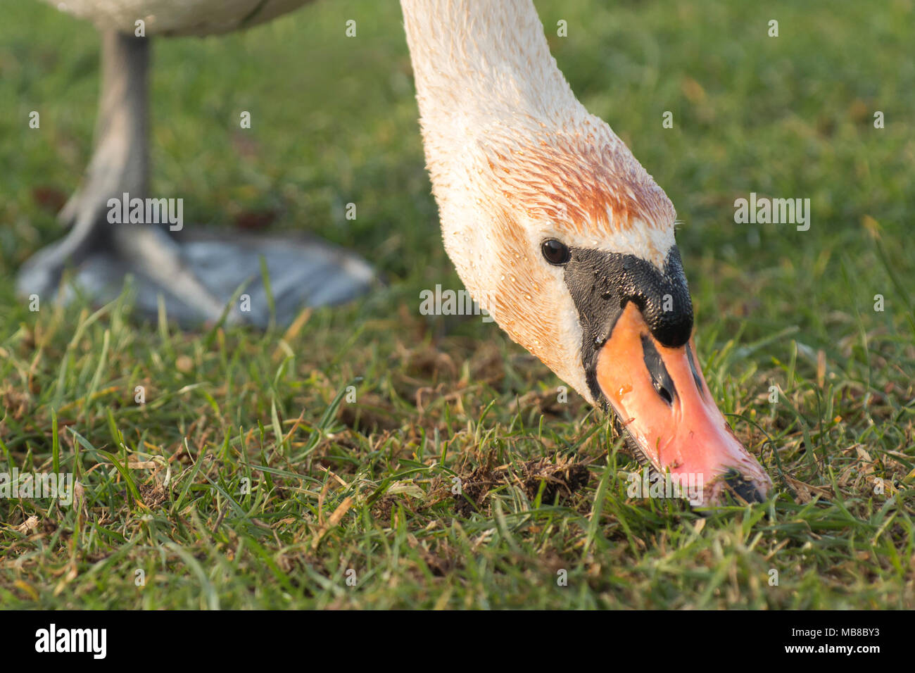 Cigno (Cygnus olor) rovistando in erba per il cibo. Tipperary, Irlanda Foto Stock