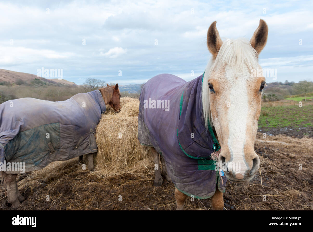 Cavalli essendo alimentato con fieno sotto la Garth, Galles del Sud Foto Stock