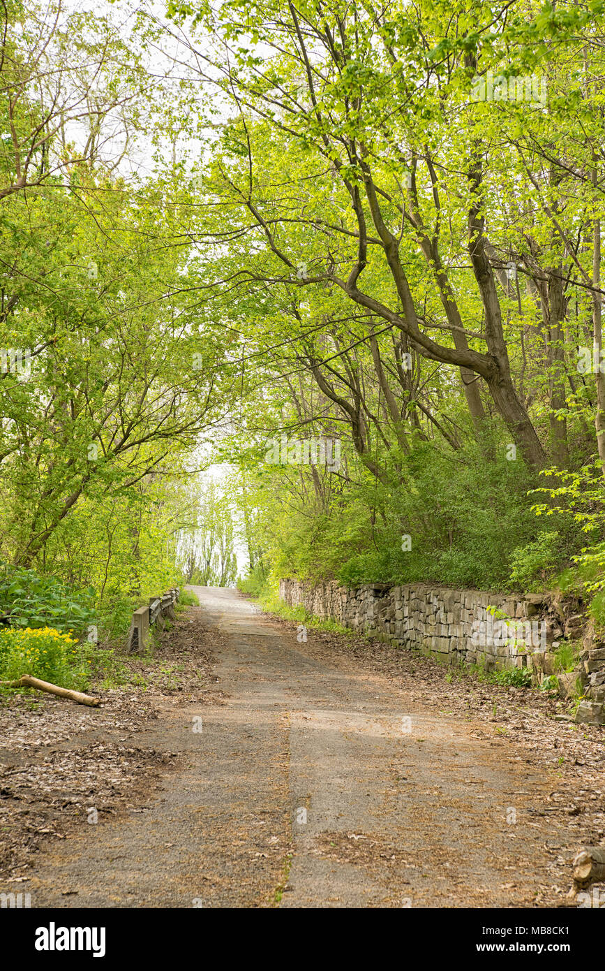 Vecchia strada con alberi su entrambi i lati e un muro di pietra. Foto Stock