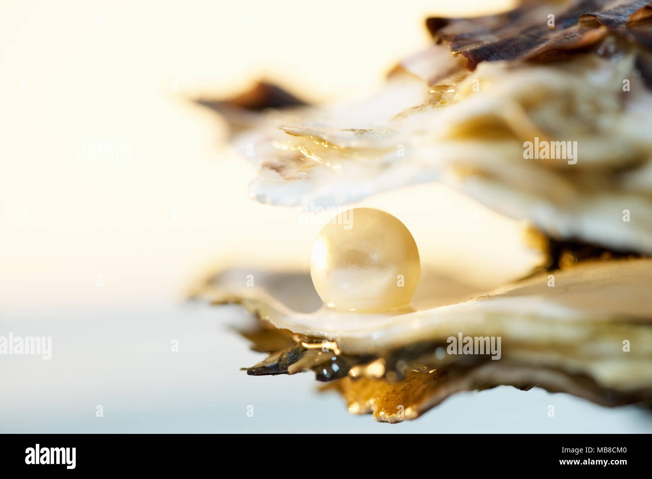 In prossimità di una perla nel guscio di ostrica Foto Stock