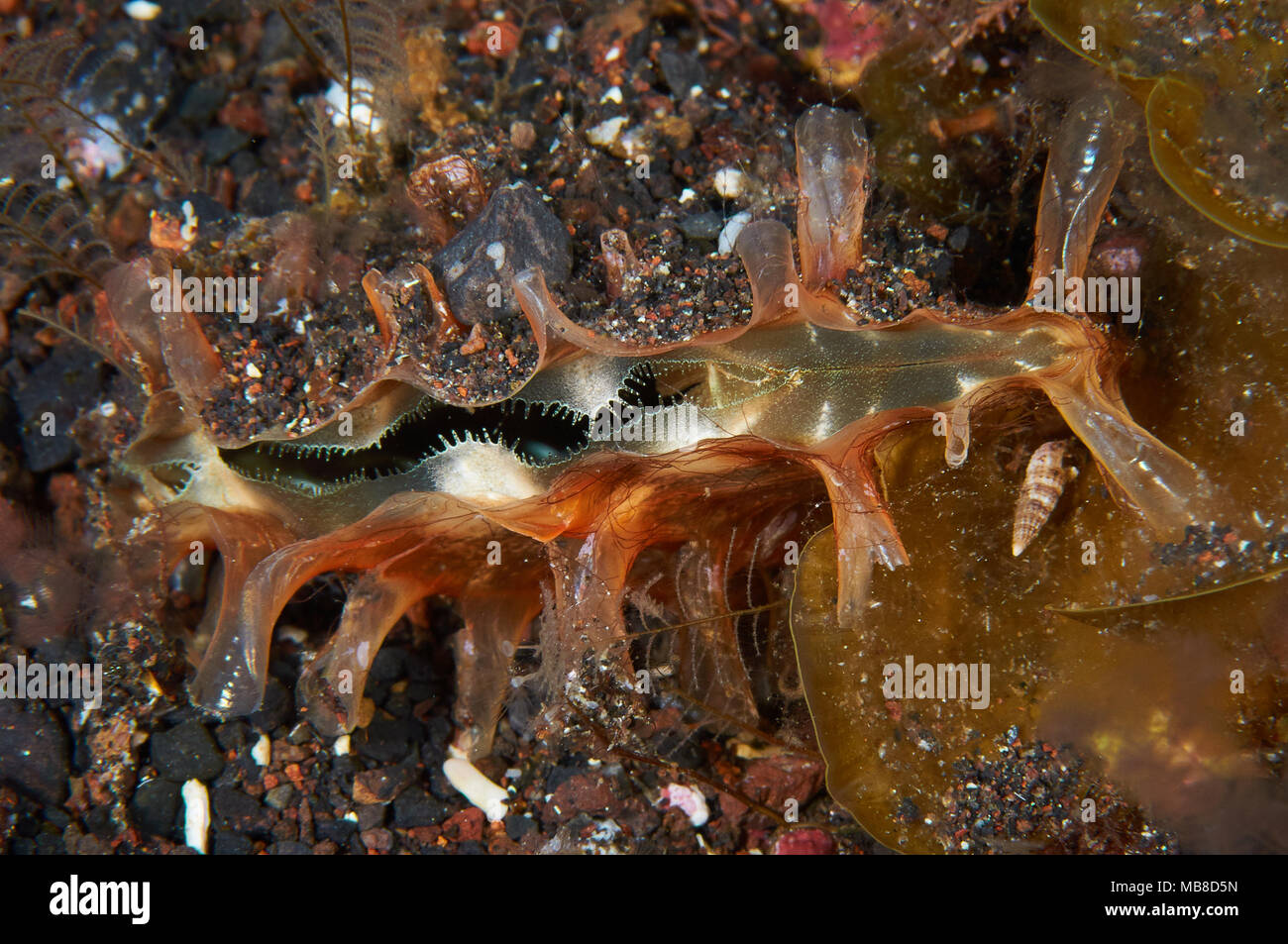 Penna ruvida shell (Pinna rudis) nel Mar de las Calmas riserva marina (El Hierro, Isole Canarie, Spagna) Foto Stock