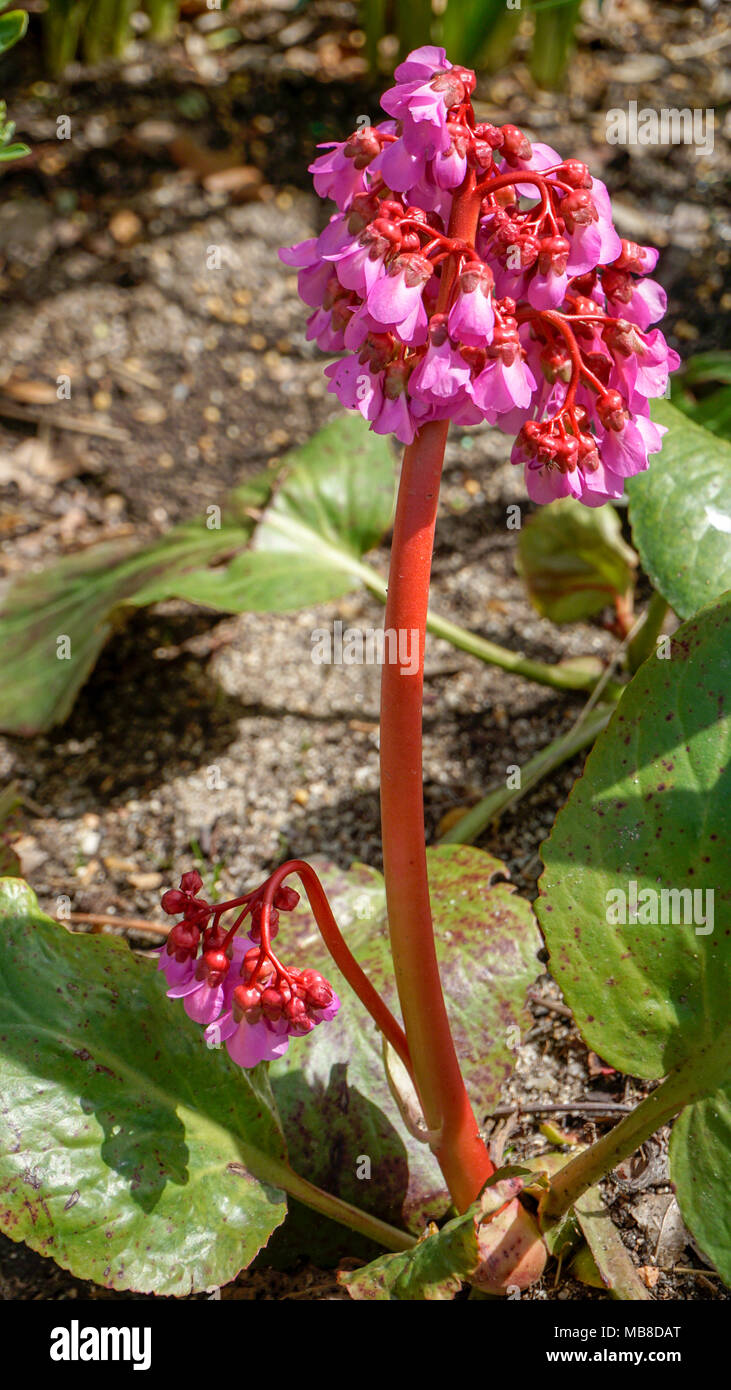 Bergenia Cordifolia Purpurea fiori closeup 1.jpg Foto Stock