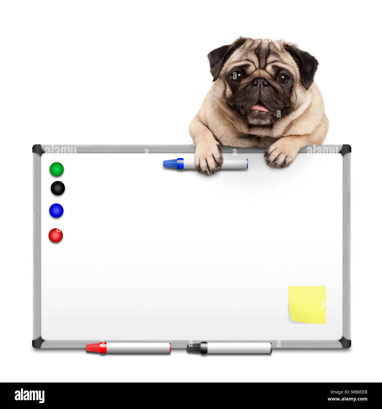 Carino pug cucciolo di cane appeso con zampe sullo sbozzato marke lavagna bianca con marcatori e magneti, isolati su sfondo bianco Foto Stock