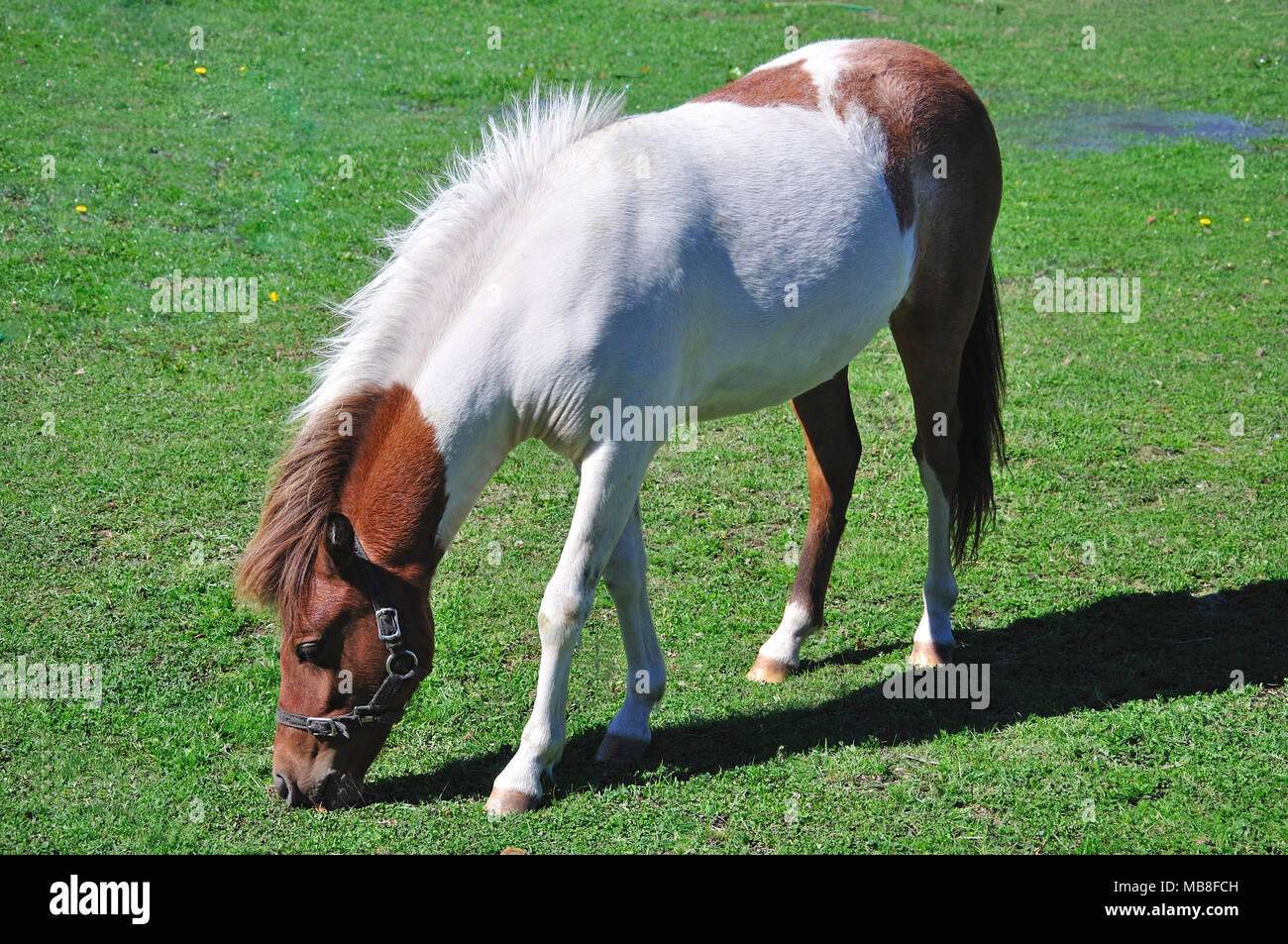 Marrone e bianco pony in campo, Darfield, Selwyn distretto, regione di Canterbury, Isola del Sud, Nuova Zelanda Foto Stock