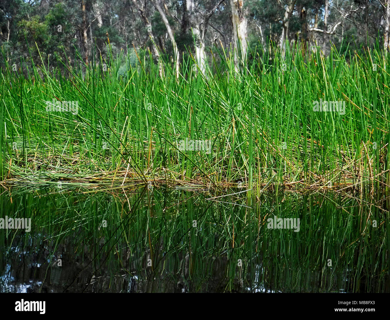 Reeds riflettendo in acqua a Dunns palude NSW Australia Foto Stock