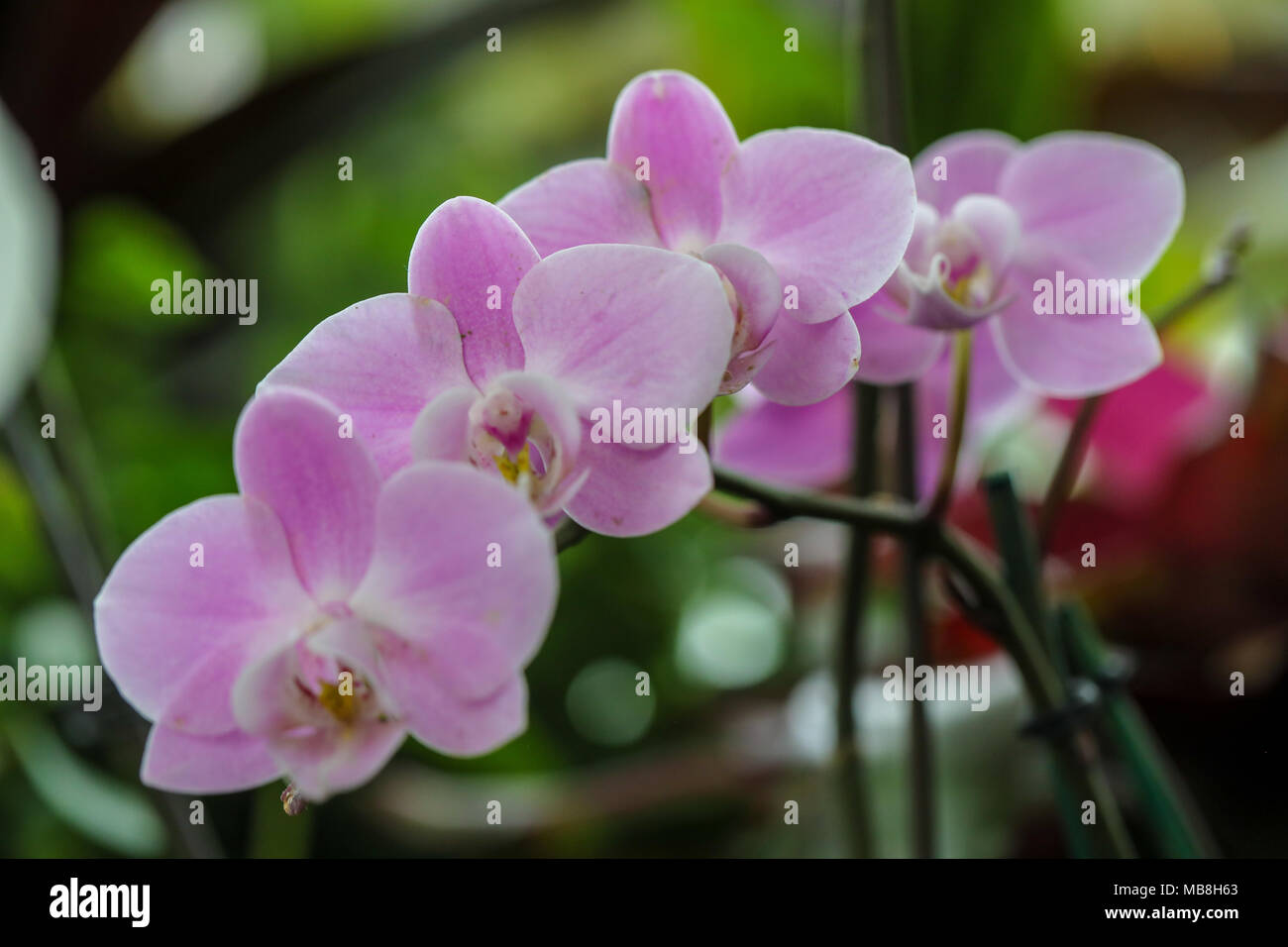 Bella maghi di orchidee colpo al Phipps Conservatorio, intermiscelata con vetro orchid sculture. Foto Stock