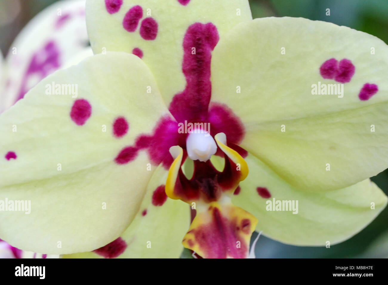 Bella maghi di orchidee colpo al Phipps Conservatorio, intermiscelata con vetro orchid sculture. Foto Stock