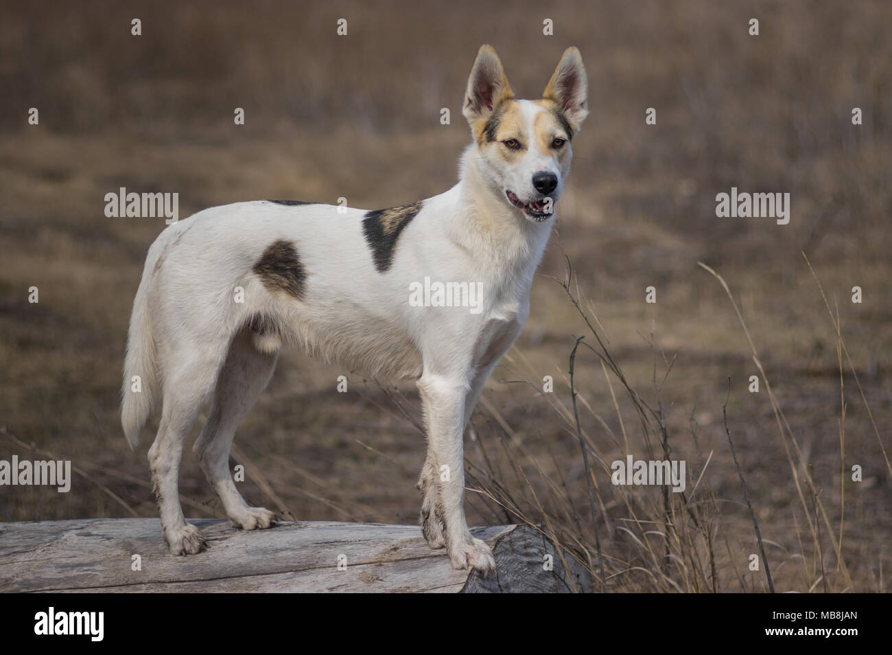 Ritratto di cross-razza di caccia e nord cane bianco in piedi su un registro a guardare per i nemici Foto Stock