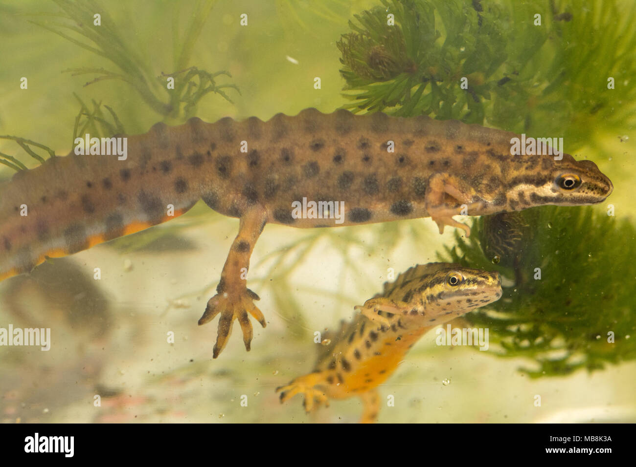 Due maschio liscia tritoni, chiamato anche comuni di tritoni (Lissotriton vulgaris) in habitat acquatici durante la stagione della riproduzione Foto Stock