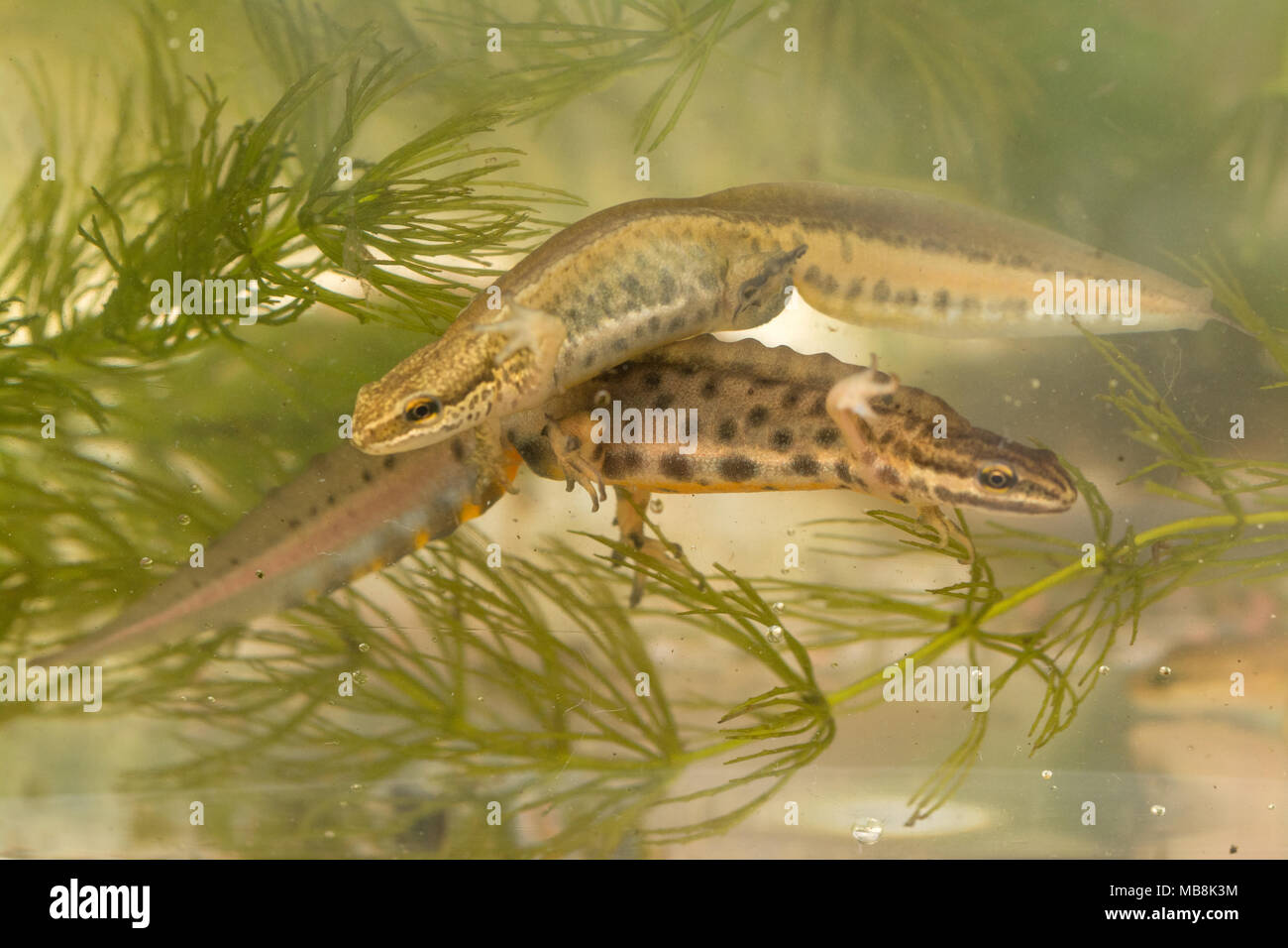 Palmate maschio newt (Lissotriton helveticus) e liscia (comune) newt (Lissotriton vulgaris) nuoto in habitat acquatici durante la stagione della riproduzione. Foto Stock