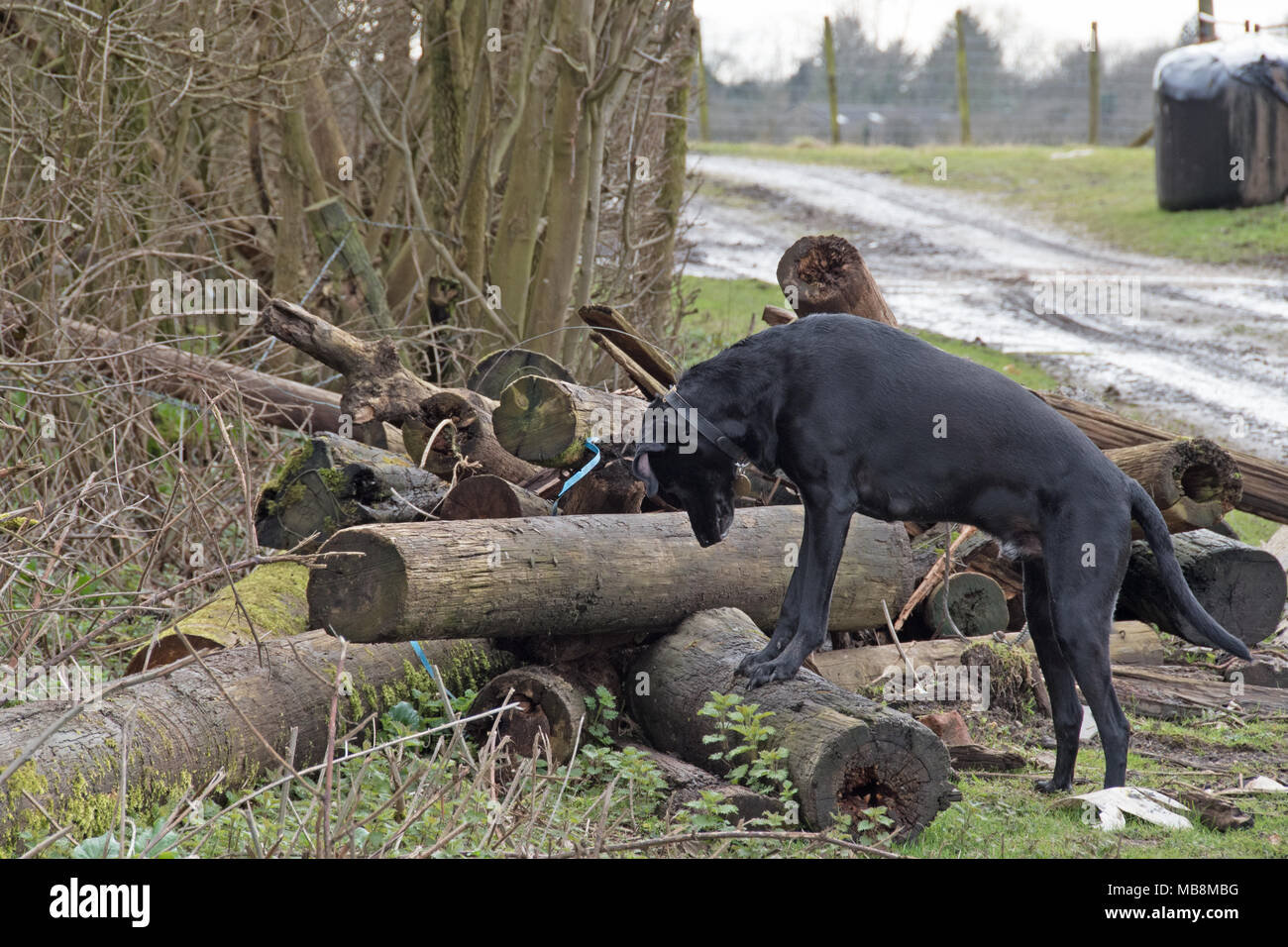 La ricerca del cane per coniglio elusivi Foto Stock