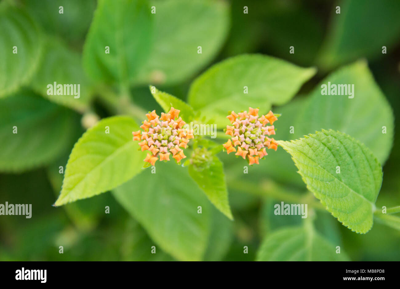 Fiore di lantana ampiamente coltivati per i loro fiori tropicali e ambienti subtropicali Foto Stock