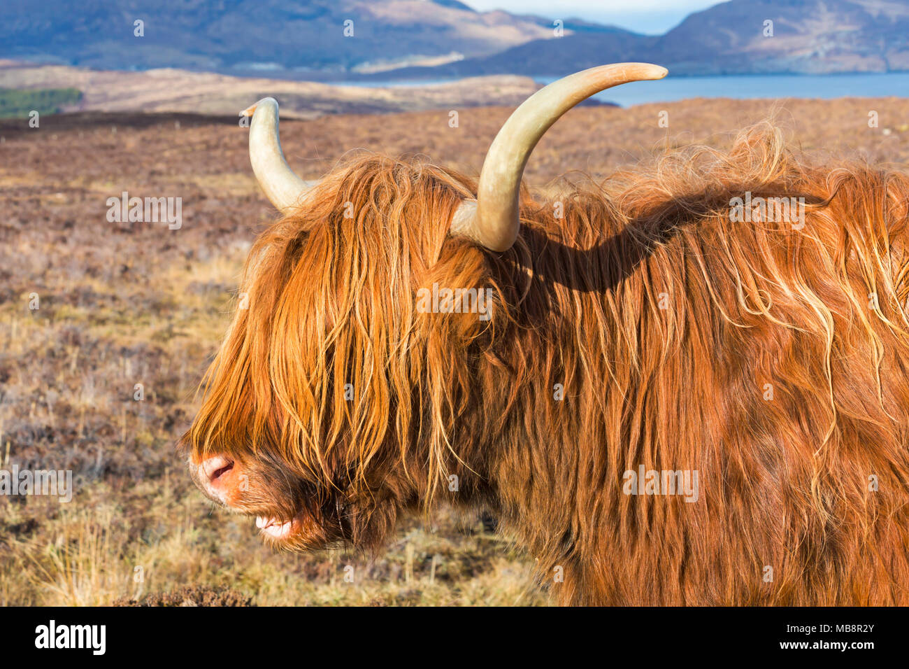 Highland bovini mucca in orizzontale sull isola di Skye vicino Elgol, Scotland, Regno Unito in marzo - highland bovini che mostra denti sorridente ridere Foto Stock