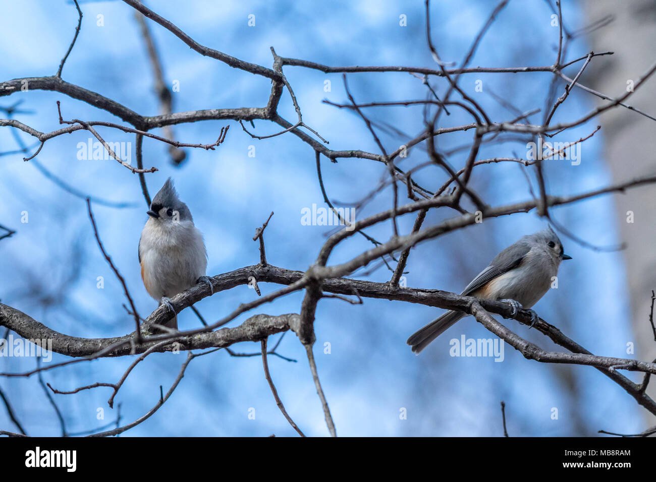 Due Titmouse tufted (Baeolophus bicolore) uccelli appollaiati su un ramo. Foto Stock