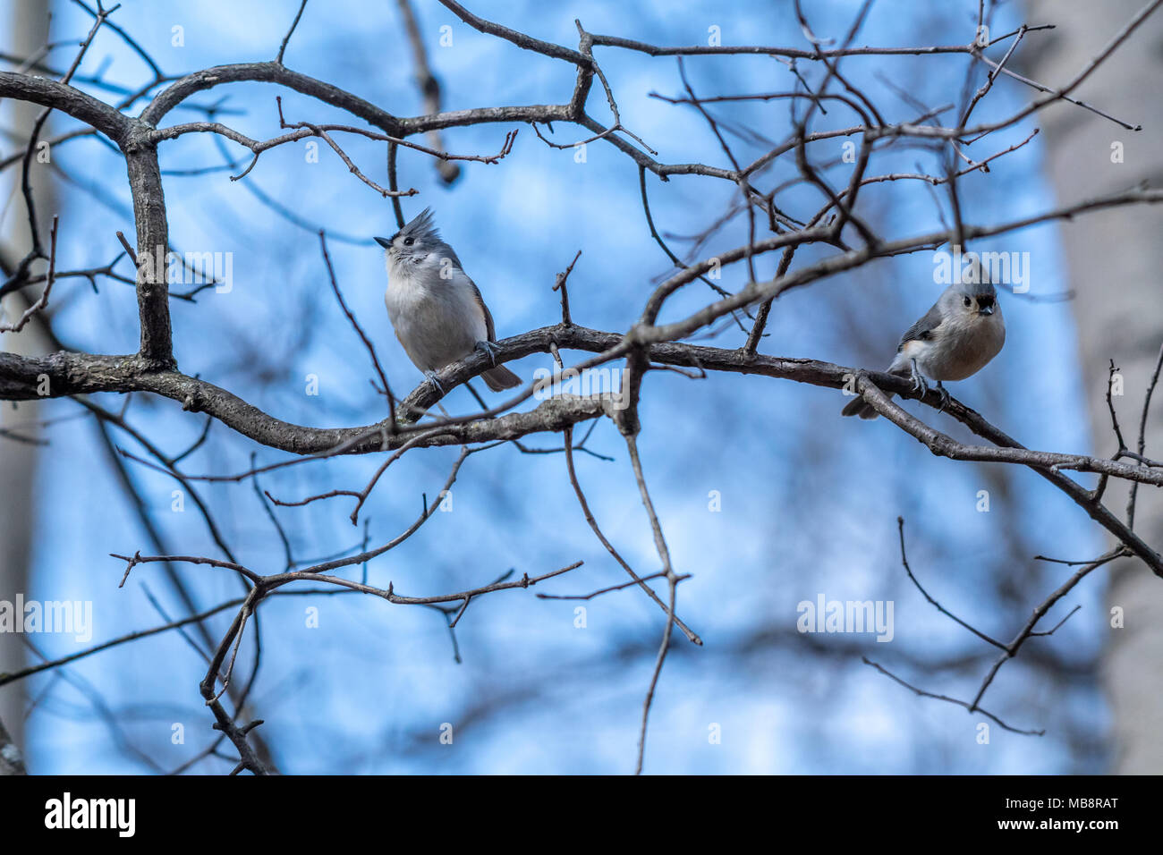 Due Titmouse tufted (Baeolophus bicolore) uccelli appollaiati su un ramo. Foto Stock