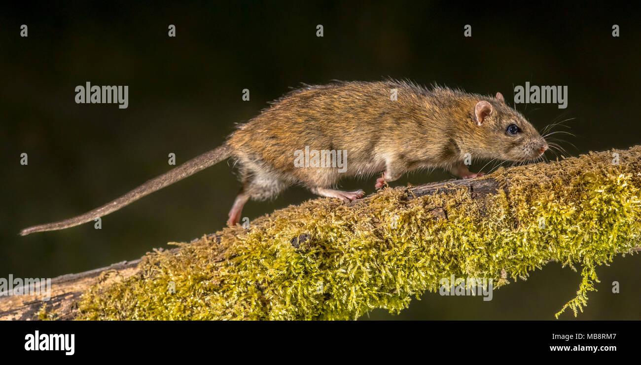 Forte marrone selvatico di ratto (Rattus norvegicus) girando sul log di notte. Fotografie ad alta velocità immagine Foto Stock