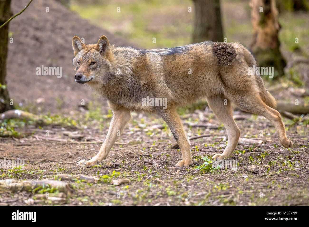 Unione Lupo (Canis lupus) passeggiate in naturale europeo habitat forestali cercando di lato Foto Stock