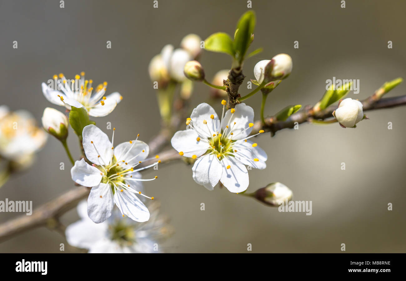 Fiore di Biancospino o single-seminate biancospino (Crataegus monogyna) closeup. Questa specie di biancospino è nativo di Europa, Africa nord-occidentale e Foto Stock