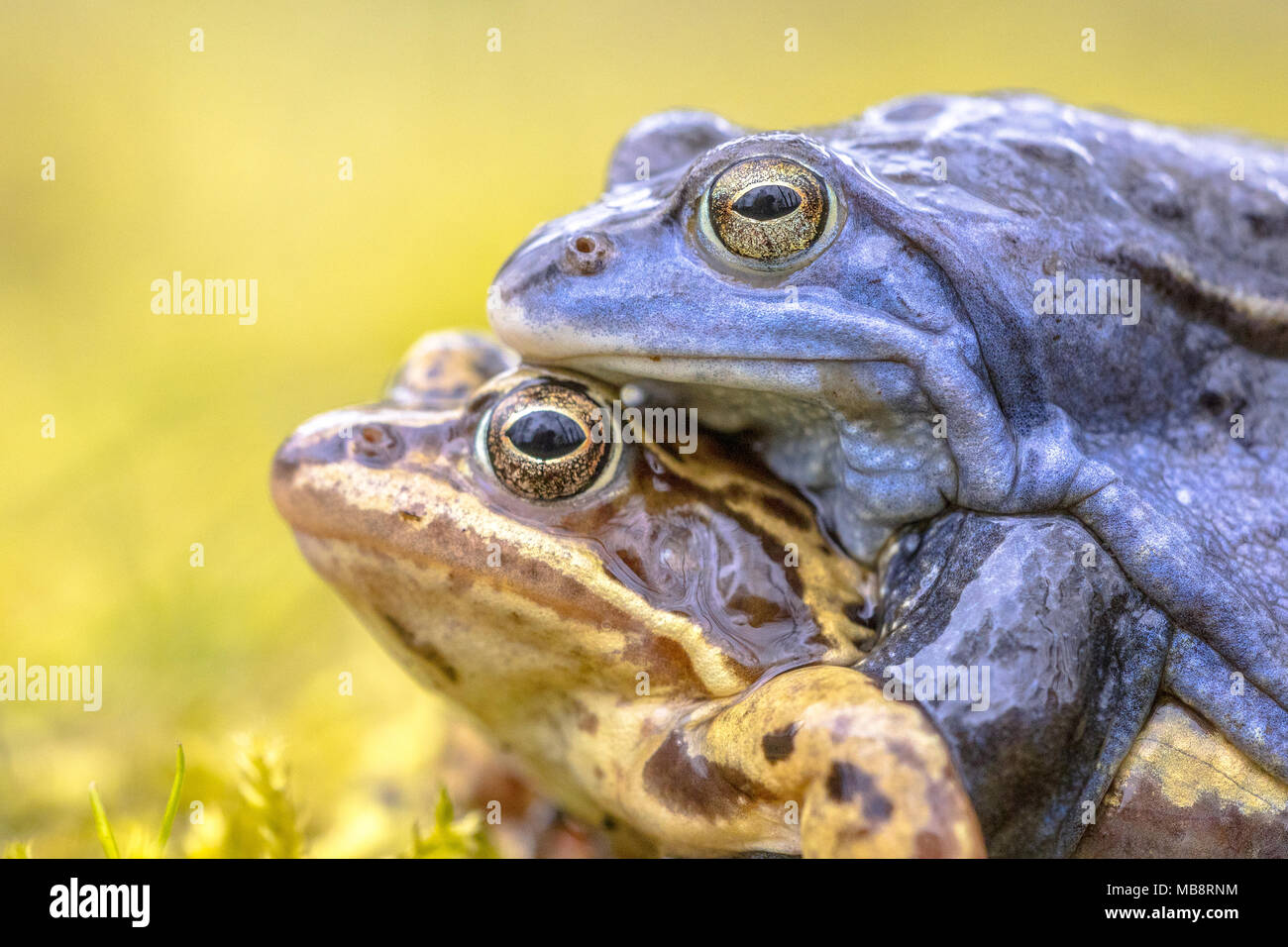 Moor frog (Rana arvalis) coppia amplexus in posizione di accoppiamento nella stagione di riproduzione Foto Stock
