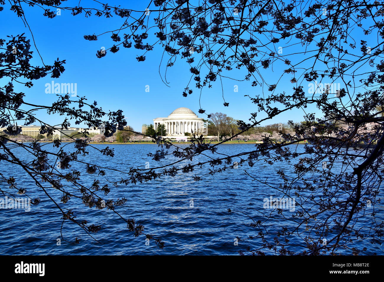 Jefferson Memorial e la fioritura dei ciliegi, Washington DC Foto Stock