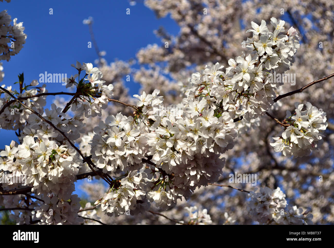 Primavera nell'aria, Cherry Blossom Festival, Washington DC Foto Stock